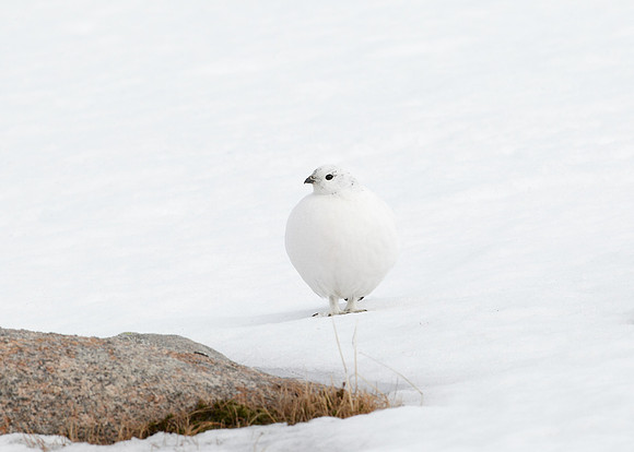 Ptarmigan Lagopus mutus