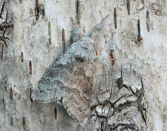 72.015 BF2028 Pale Tussock Calliteara pudibunda