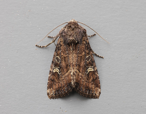 73.119 BF2368 Crescent Helotropha leucostigma