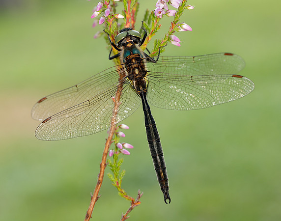 Northern Emerald Somatochlora arctica