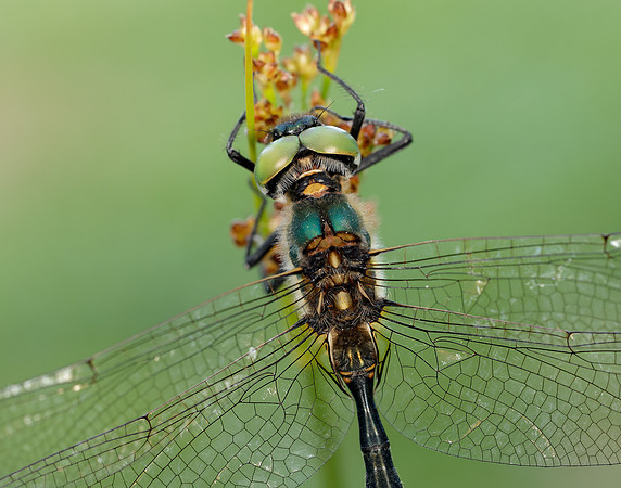Northern Emerald Somatochlora arctica