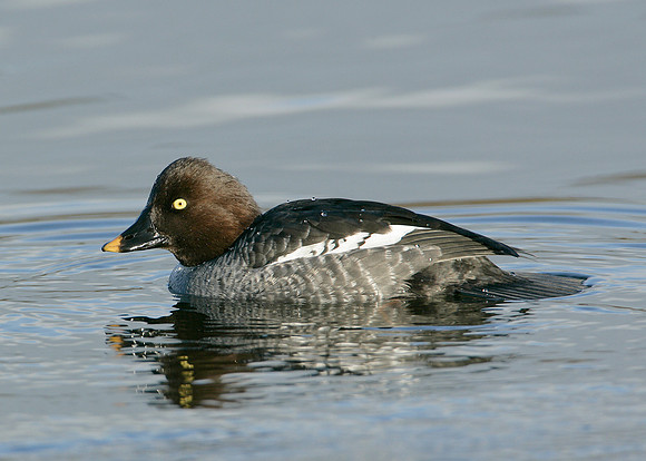 Goldeneye Bucephala clangula