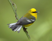 Blue-winged Warbler Vermivora cyanoptera