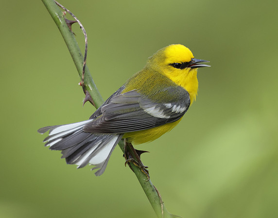 Blue-winged Warbler Vermivora cyanoptera