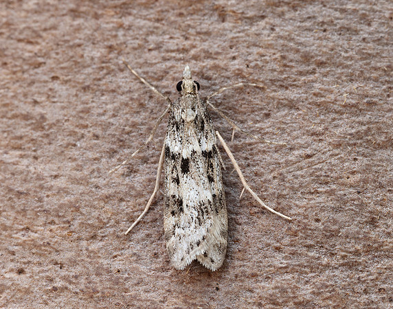 63.069 BF1342 Eudonia angustea