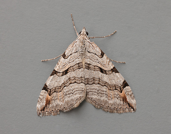 70.192 BF1867 Treble-bar Aplocera plagiata