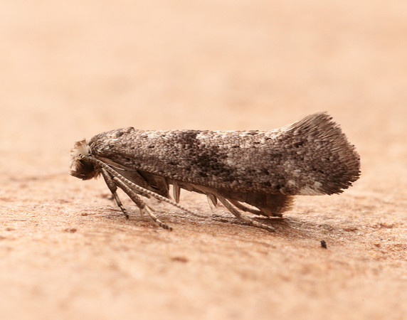 16.015 BF437 Swammerdamia caesiella