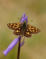 Chequered Skipper Carterocephalus palaemon