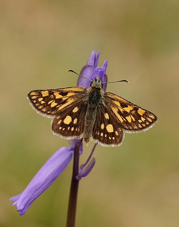 Chequered Skipper Carterocephalus palaemon