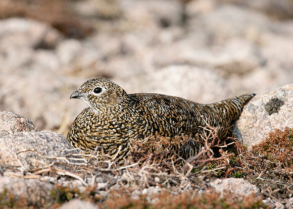 Ptarmigan Lagopus mutus