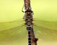 Common Hawker Aeshna juncea