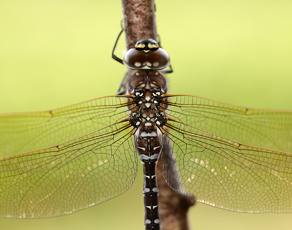 Common Hawker Aeshna juncea