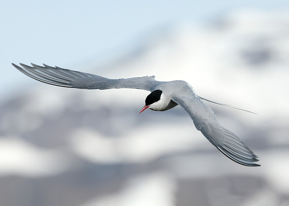 Arctic Tern Sterna paradisaea