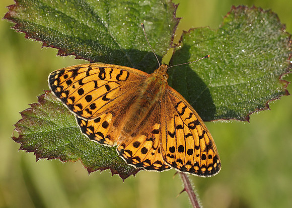 Dark Green fritillary Argynnis aglaja