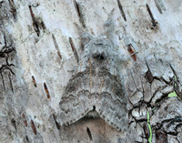 72.015 BF2028 Pale Tussock Calliteara pudibunda