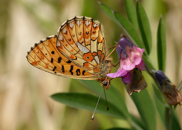 Pearl-Bordered Fritillary Boloria euphrosyne