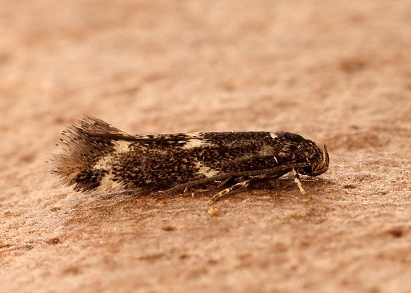 38.025 BF597 Elachista atricomella