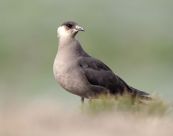 Arctic Skua Stercorarius parasiticus