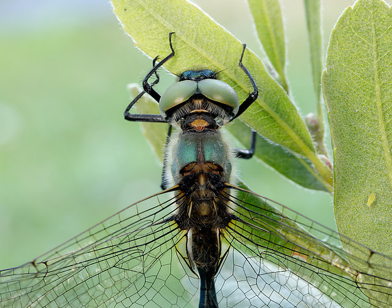 Northern Emerald Somatochlora arctica