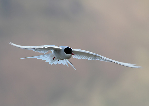 Arctic Tern Sterna paradisaea