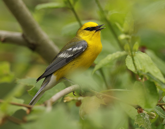 Blue-winged Warbler Vermivora cyanoptera