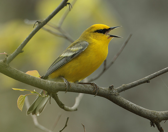 Blue-winged Warbler Vermivora cyanoptera
