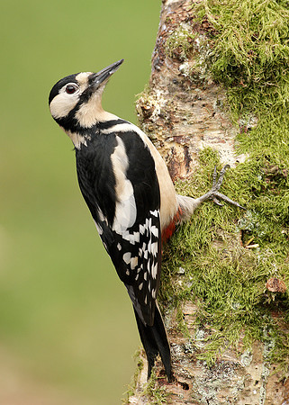 Great Spotted Woodpecker Dendrocopus major