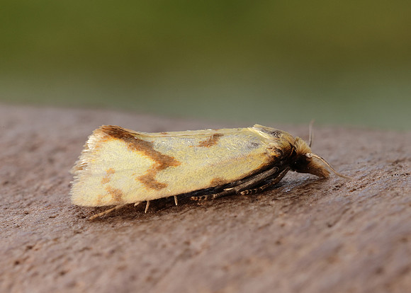 49.109 BF937 Agapeta hamana