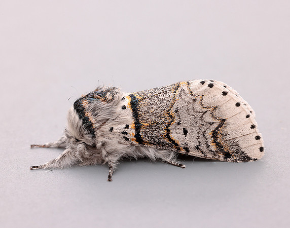 71.005 BF1997 Sallow Kitten Furcula furcula