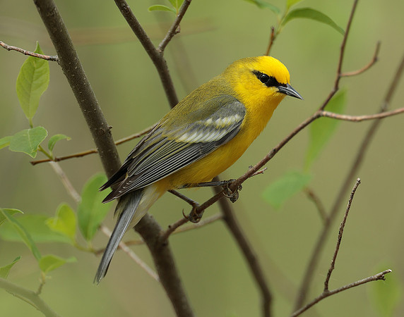 Blue-winged Warbler Vermivora cyanoptera