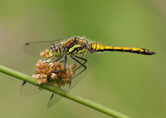 Black Darter Sympetrum danae