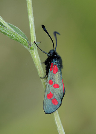 54.008 BF0169 Six-Spot Burnet Zygaena filipendulae