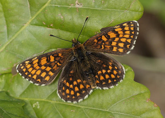 Heath Fritillary Melitaea athalia