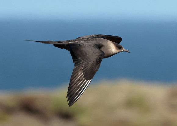 Arctic Skua Stercorarius parasiticus