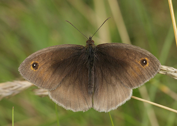 Meadow Brown Maniola jurtina