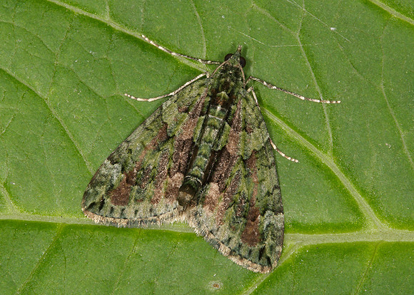 70.095 BF1760 Red-green Carpet Chloroclysta siterata