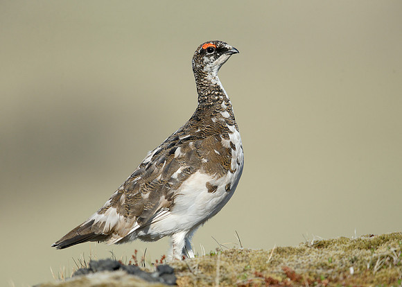 Ptarmigan Lagopus mutus