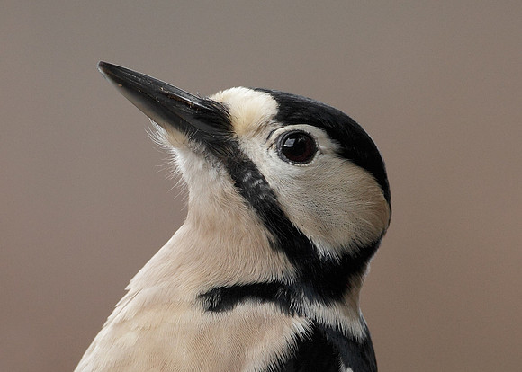 Great Spotted Woodpecker Dendrocopus major
