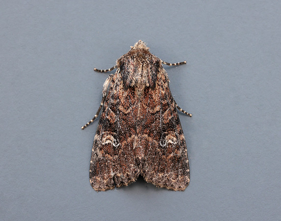 73.159 BF2331 Small Clouded Brindle Apamea unanimi