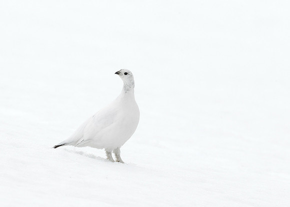 Ptarmigan Lagopus mutus