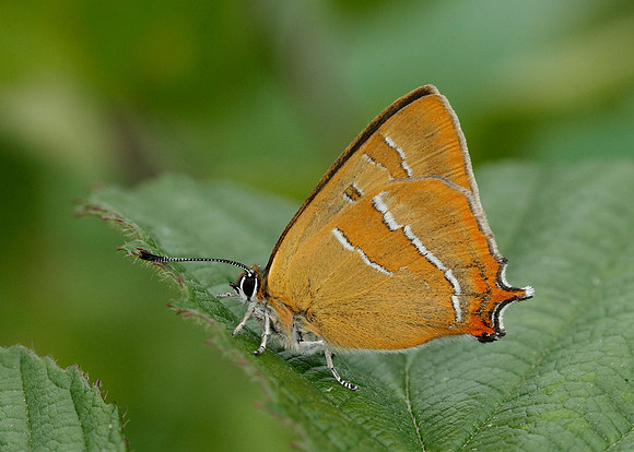 Brown Hairstreak Thecla betulae