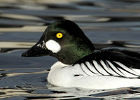 Goldeneye Bucephala clangula