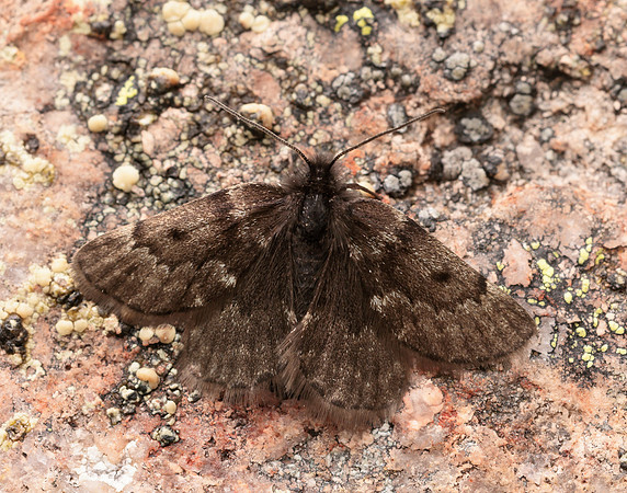 70.289 BF1965 Black Mountain Moth Glacies coracina