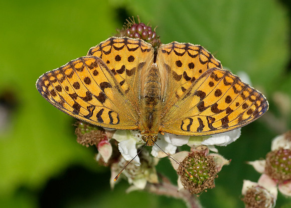 High Brown Fritillary Argynnis adippe