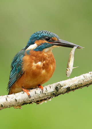 Kingfisher Alcedo atthis