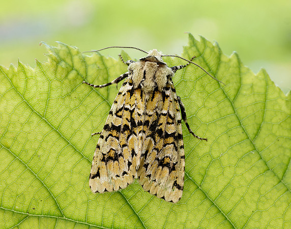 73.224 BF2247 Merveille du Jour Griposia aprilina