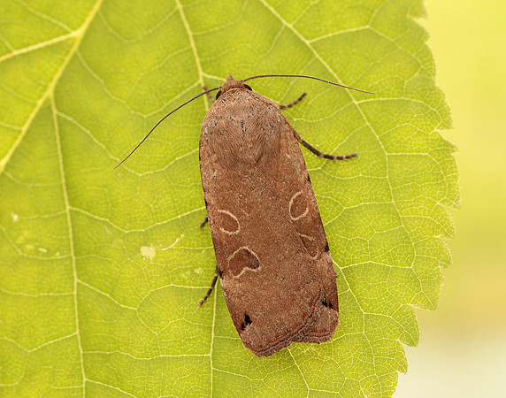 73.344 BF2108 Lunar Yellow Underwing Noctua orbona