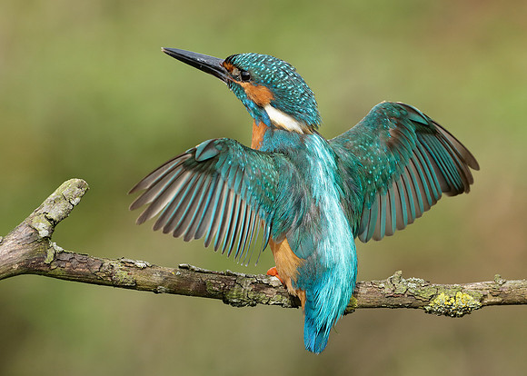 Kingfisher Alcedo atthis