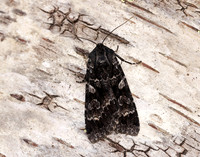 3.350 BF2137 Great Brocade Eurois occulta