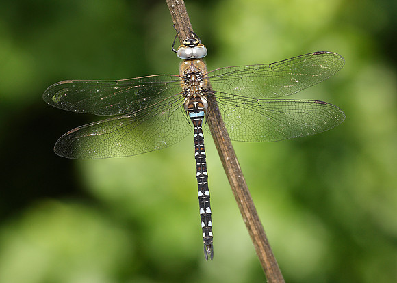 Migrant Hawker Aeshna mixta
